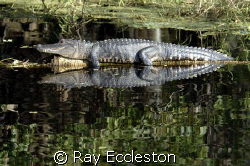 Reflections,Camera Nikon D2xs by Ray Eccleston 